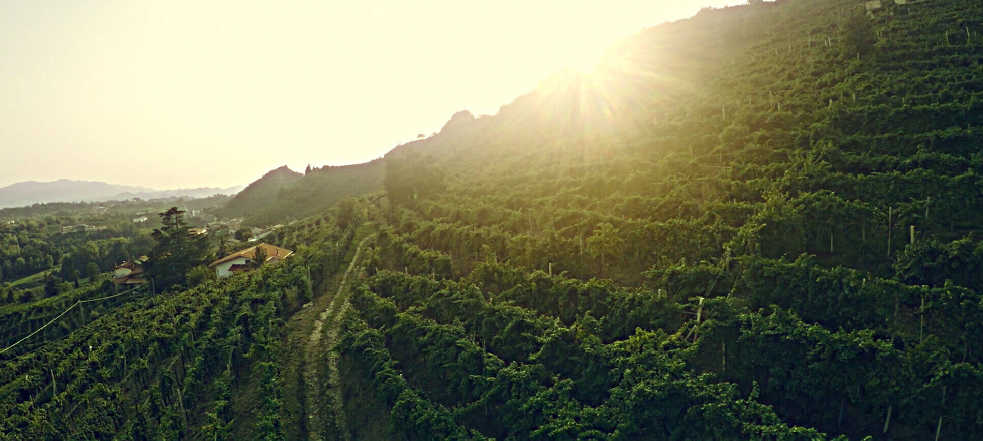 NELLA TERRA DEL PROSECCO